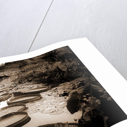 Lily pond, Como Park by Anonymous