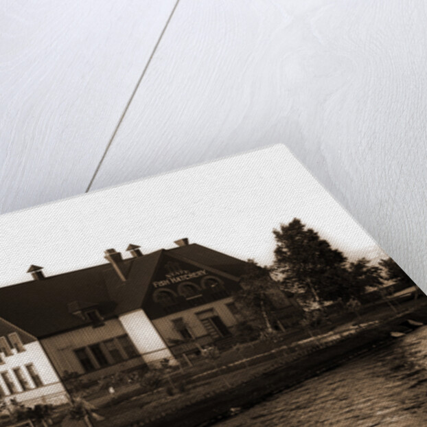 State fish hatchery, Sault Ste. Marie by Anonymous