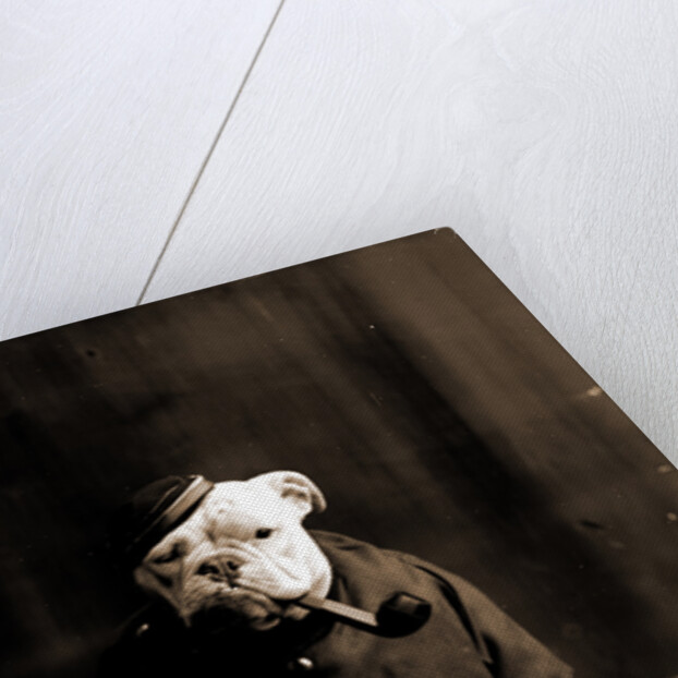 Tommy Atkins, Dogs by Anonymous