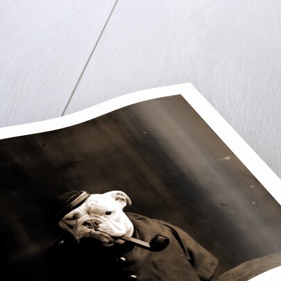 Tommy Atkins, Dogs by Anonymous