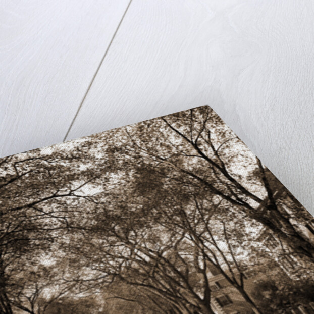 Chestnut St, Salem by Anonymous