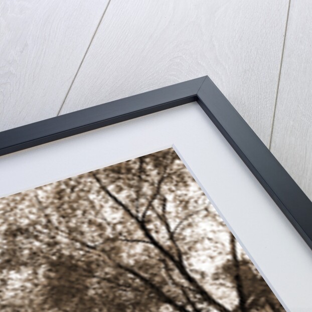 Chestnut St, Salem by Anonymous