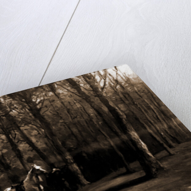 Pine woods by Anonymous