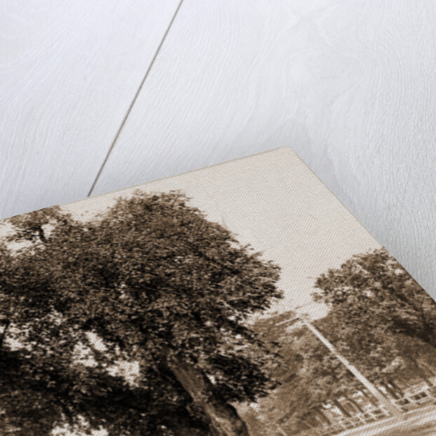 The Washington Elm, Cambridge by George Washington