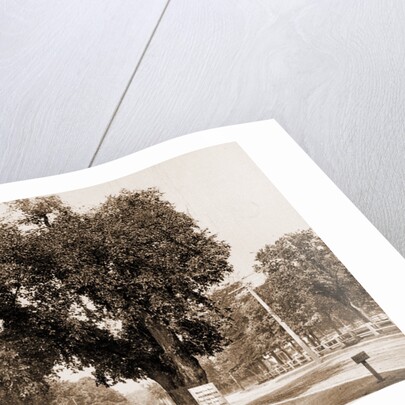 The Washington Elm, Cambridge by George Washington