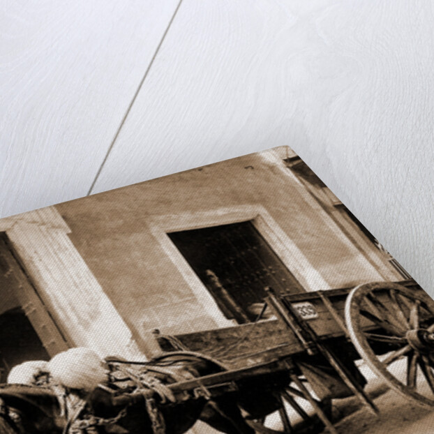 Un Mulo de la Habana by William Henry Jackson