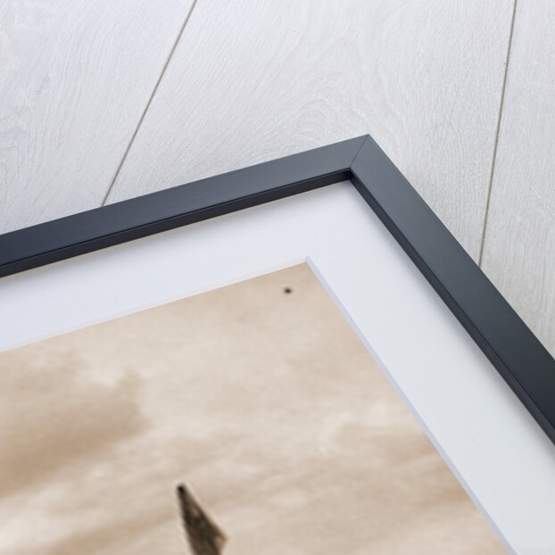 Muello del Gobierno, Habana by William Henry Jackson