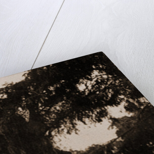 The tree of Noche Triste, Popotla by William Henry Jackson