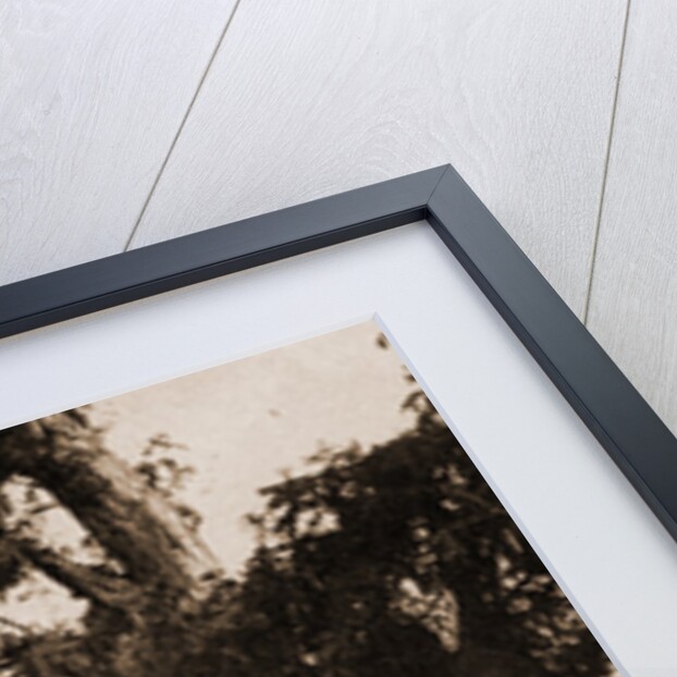 The tree of Noche Triste, Popotla by William Henry Jackson