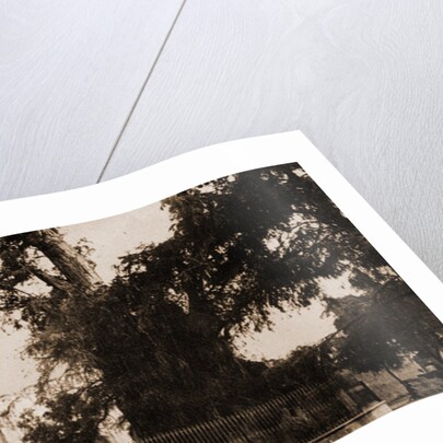 The tree of Noche Triste, Popotla by William Henry Jackson