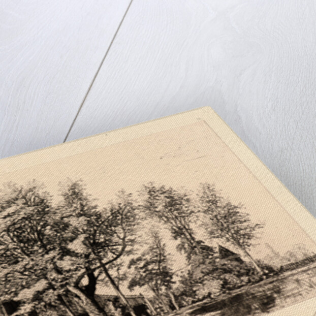 Acacias, 19th century by Maxime Lalanne