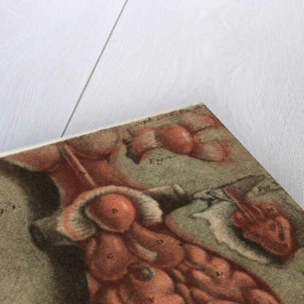 Dissection of a Lizard, Plate 15, 1756 by Jean-Baptiste André Gautier-Dagoty