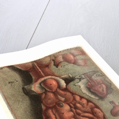 Dissection of a Lizard, Plate 15, 1756 by Jean-Baptiste André Gautier-Dagoty