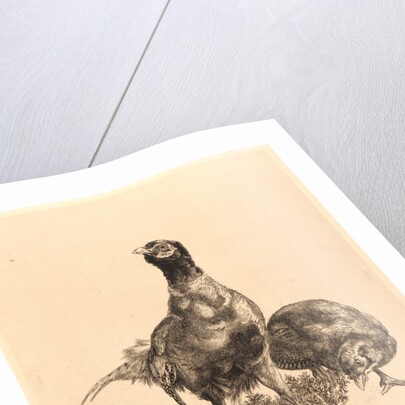 Pheasants, Rooster, and Hen (Faisons, Coq, et Poule), 1898 by Félix Bracquemond