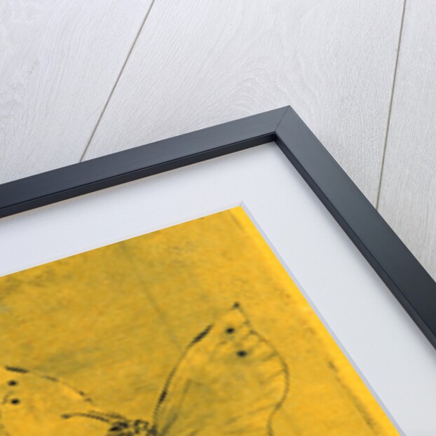 Bookplate with Butterfly and Dragonfly (Ex Libris Papillon et Libellule), 19th century by Félix Hilaire Buhot