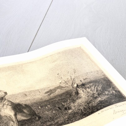 The Hare (Le Lièvre) by Félix Bracquemond