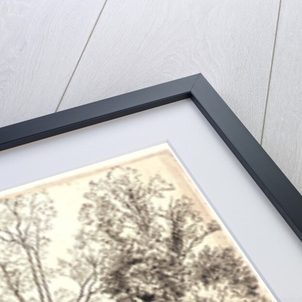 Willows (Les Saules des Mottiaux), 19th century by Félix Bracquemond