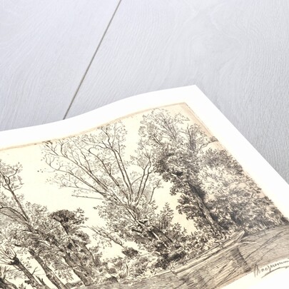 Willows (Les Saules des Mottiaux), 19th century by Félix Bracquemond