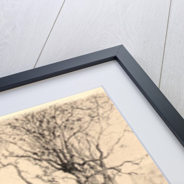 Bords de Ruisscau à Rossillon, 1867 by Adolphe Appian