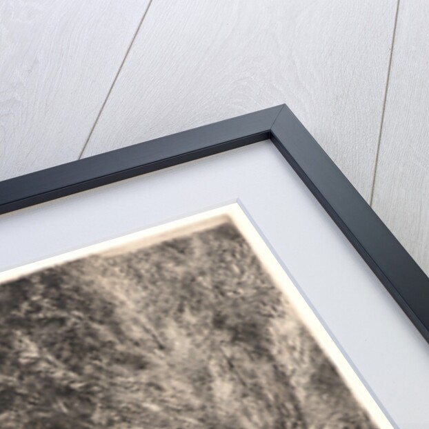 Surprised Ducks (Canards Surpris). by Félix Bracquemond