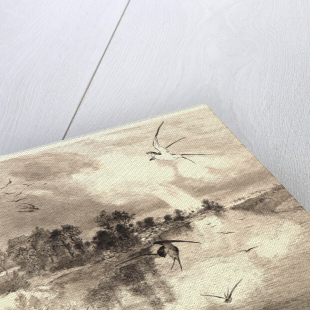 The Swallows (Les Hirondelles). by Félix Bracquemond