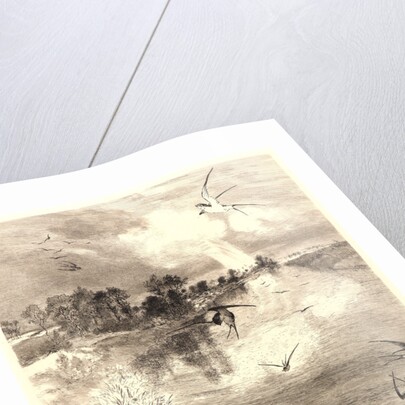 The Swallows (Les Hirondelles). by Félix Bracquemond