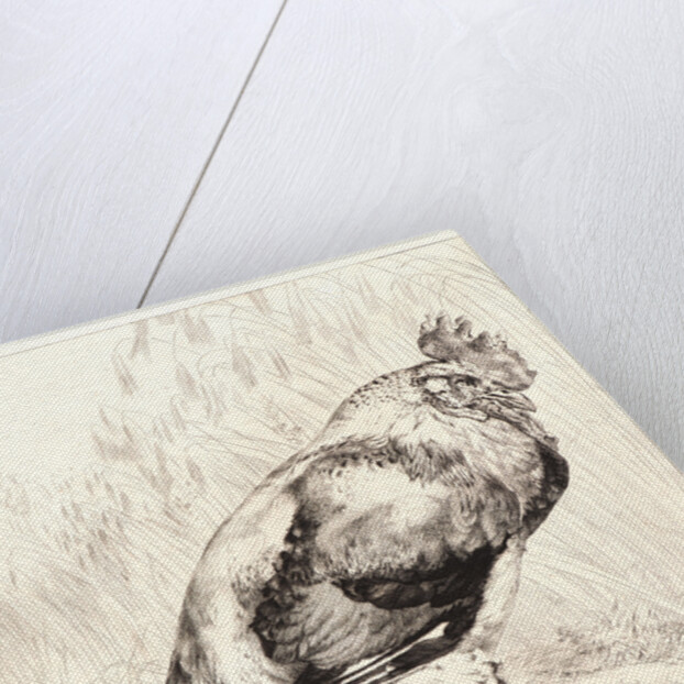 The Old Rooster (Le Vieux Coq) by Félix Bracquemond