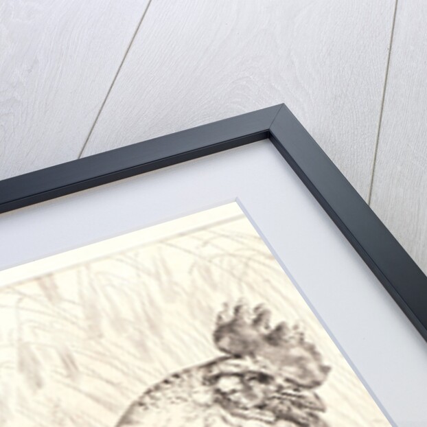 The Old Rooster (Le Vieux Coq) by Félix Bracquemond