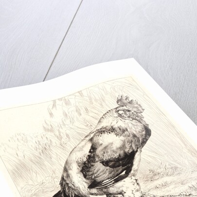 The Old Rooster (Le Vieux Coq) by Félix Bracquemond