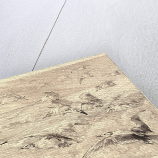 Sea Gulls (Les Mouettes) by Félix Bracquemond