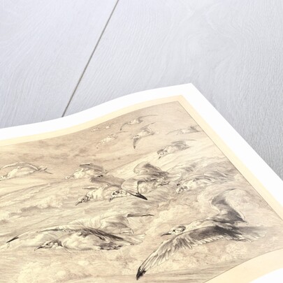 Sea Gulls (Les Mouettes) by Félix Bracquemond