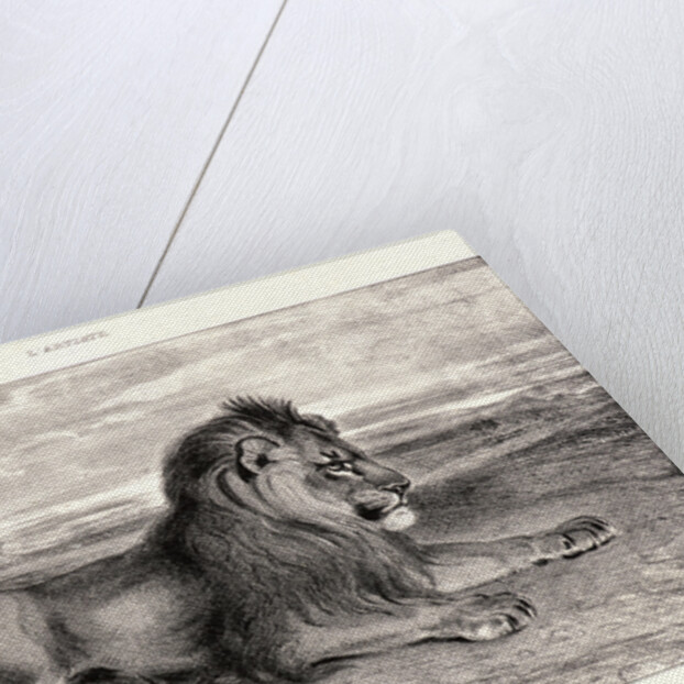 Lion de Perse, 1832? Lithograph. second or third. by Antoine-Louis Barye