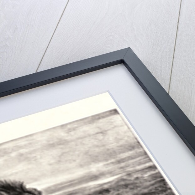 Lion de Perse, 1832? Lithograph. second or third. by Antoine-Louis Barye