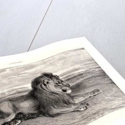 Lion de Perse, 1832? Lithograph. second or third. by Antoine-Louis Barye