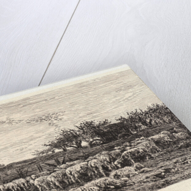 The Sheepfold, Morning (La Grand Parc à Moutons, le Matin), ca. 1860 by Charles François Daubigny