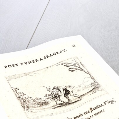 Homme Coupant Baumier, 17th century by Jacques Callot