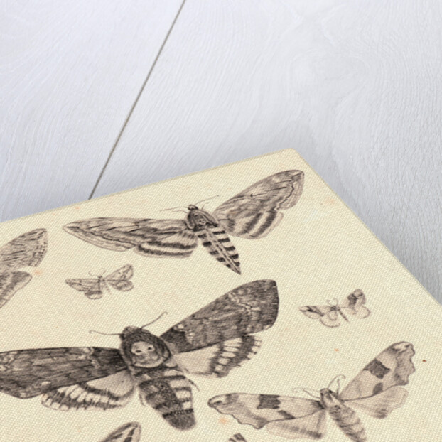 Nine Moths by Mlle. A. B.