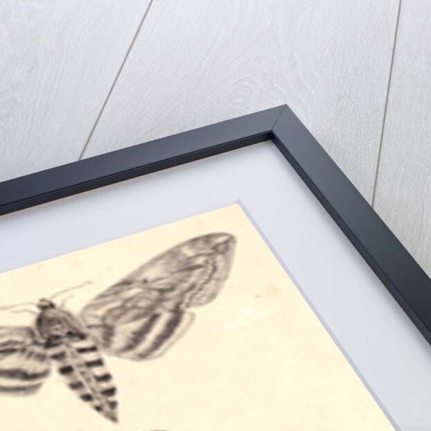 Nine Moths by Mlle. A. B.