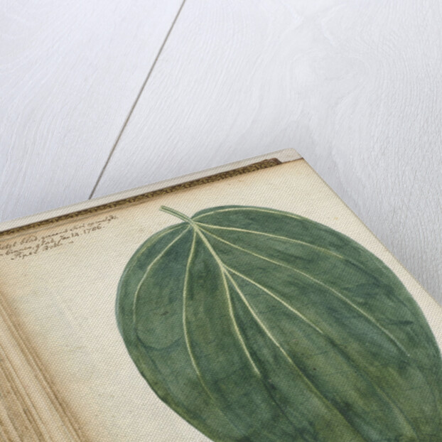 betel leaf of sirih by Jan Brandes