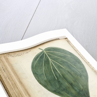 betel leaf of sirih by Jan Brandes