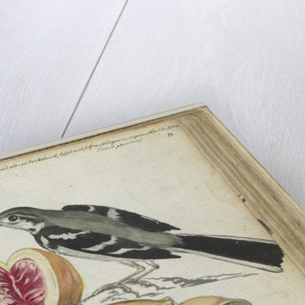 Ceylon bird at Adam's apple by Jan Brandes