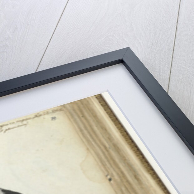 Ceylon bird at Adam's apple by Jan Brandes