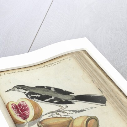 Ceylon bird at Adam's apple by Jan Brandes