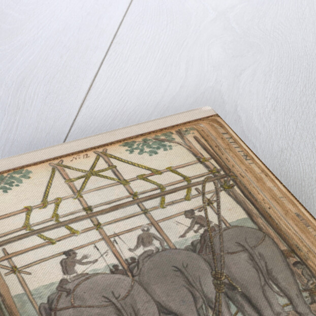 Elephants by Jan Brandes