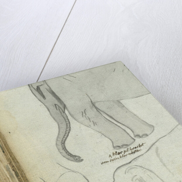 Young elephant by Jan Brandes