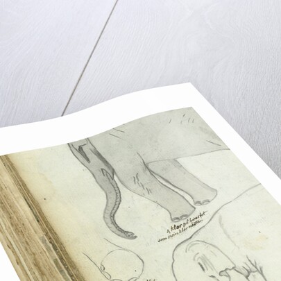 Young elephant by Jan Brandes