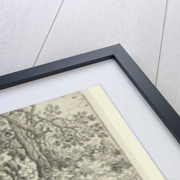 Gnarled Trees near the Water by Roelant Savery