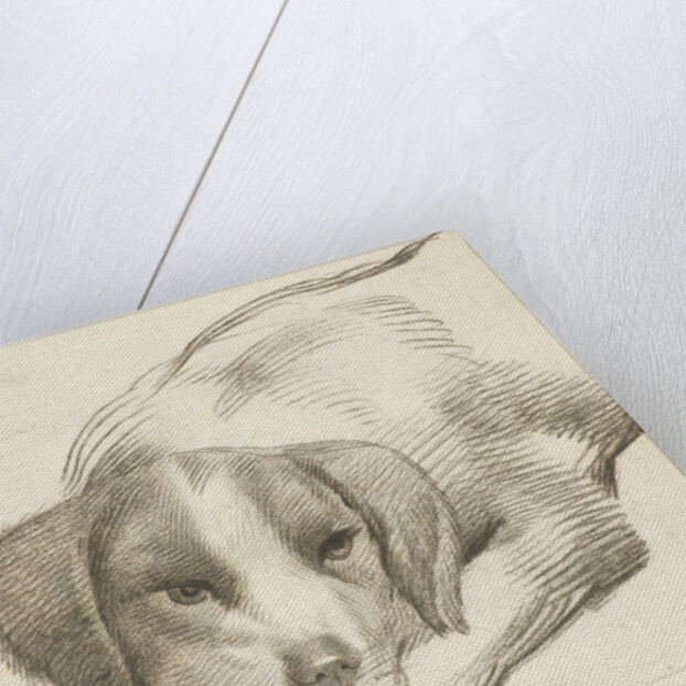 Dog, Cornelis van Noorde by Cornelis Visscher II