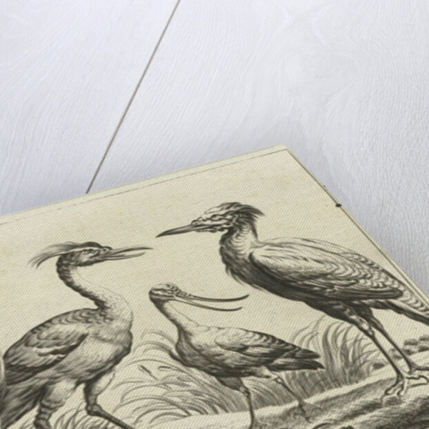 Four waders by Francis Barlow