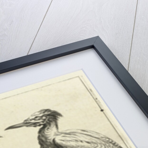 Four waders by Francis Barlow